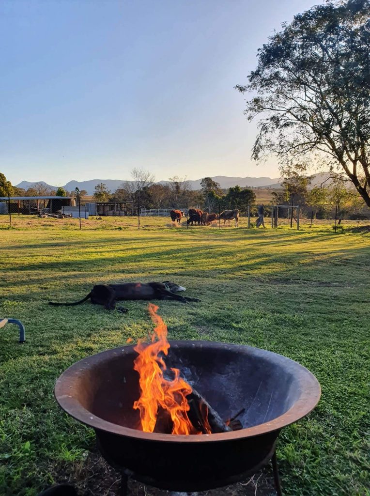 Firepit with greyhound and cows in the background.