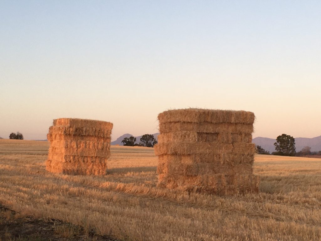 Stacked hay bales in a paddock