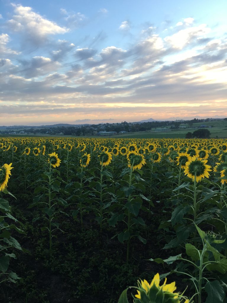 Paddock of sunflowers at dawn.